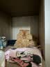 鱼跃腕式电子血压计8900AR家用充电语音医用高精准测血压轻巧便携外出 实拍图