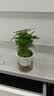 绿有意绿植盆栽多肉花卉盆栽植物室内桌面水培绿植办公室客厅植物懒人 聚财3盆】文竹+富贵竹+发财树 实拍图