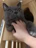 福丸自然空气玉米豆腐猫砂除臭低尘可冲厕所 玉米淡香 2.5kg*4包 实拍图