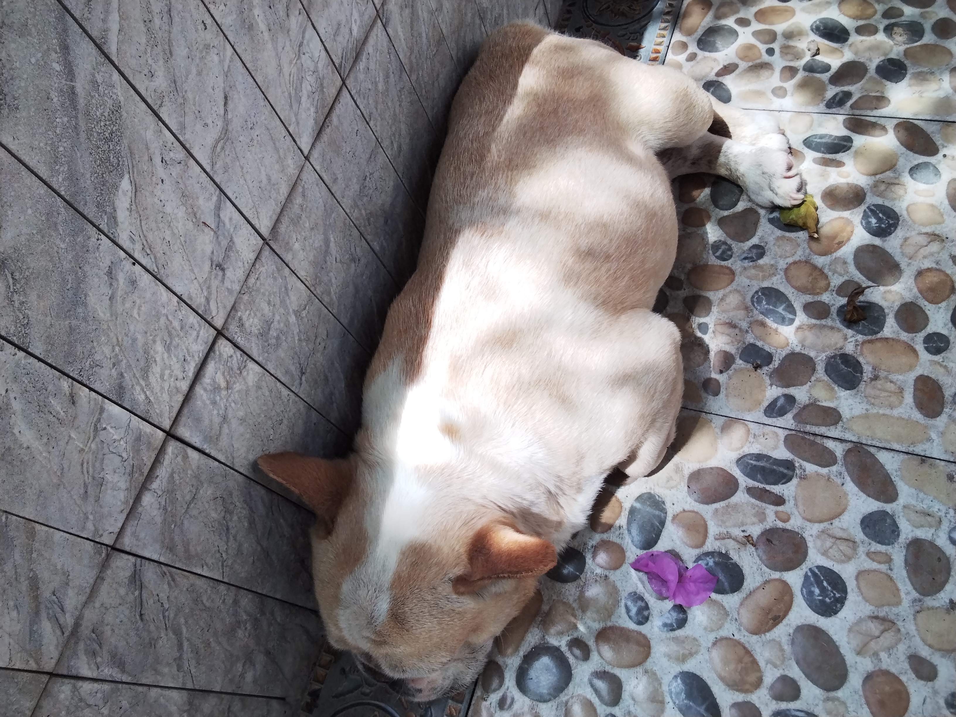 狼孩儿泰迪狗狗粮10斤成犬幼犬狗粮40斤泰迪小型犬天然粮20斤  20kg牛肉四拼粮(高营养40斤） 实拍图
