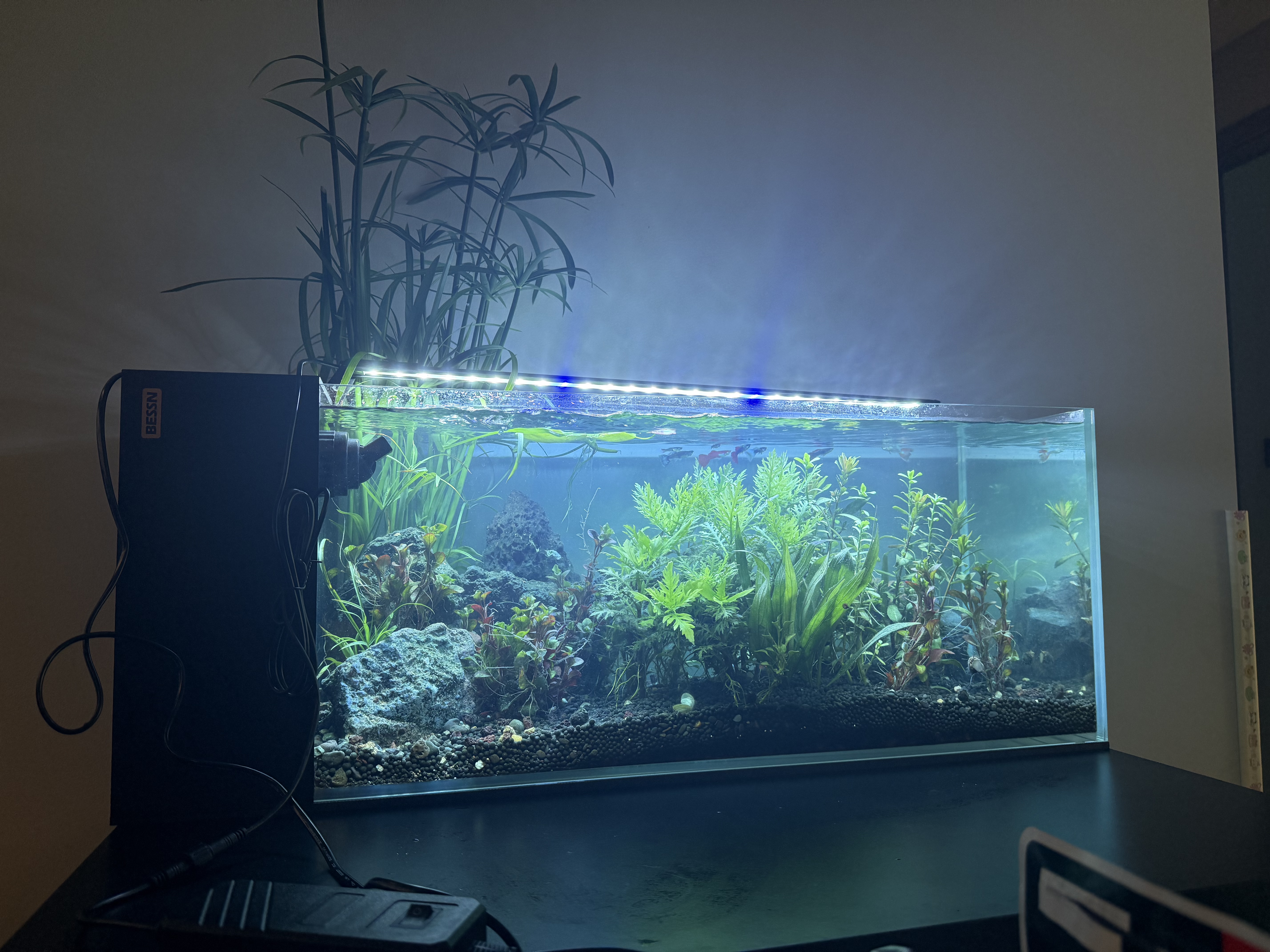 BESSN贝森血脉觉醒侧滤金晶五线超白玻璃鱼缸溪流缸80*30*30cm基础款 实拍图
