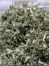 碧螺2026年春茶绿茶青花苏州洞庭碧螺春特级二等50g明前新茶罐装 实拍图
