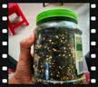 良品铺子高钙DHA藻油海苔拌饭碎280g儿童零食无添加芝麻紫菜碎宝宝拌饭 实拍图