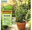 绿园匠植物防倒伏支架绣球吊兰金属支撑杆园艺固定架爬藤月季花卉花架 实拍图