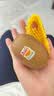佳沛（zespri）新西兰 阳光金奇异果12粒礼盒特大果单果约124-146g 猕猴桃 实拍图