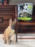 冠能狗粮大中型犬幼犬狗粮12kg 全价狗粮 添加牛初乳 实拍图