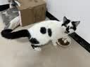 皇家猫粮 幼猫猫粮 幼猫奶糕 K36 通用粮 4-12月 2KG 实拍图