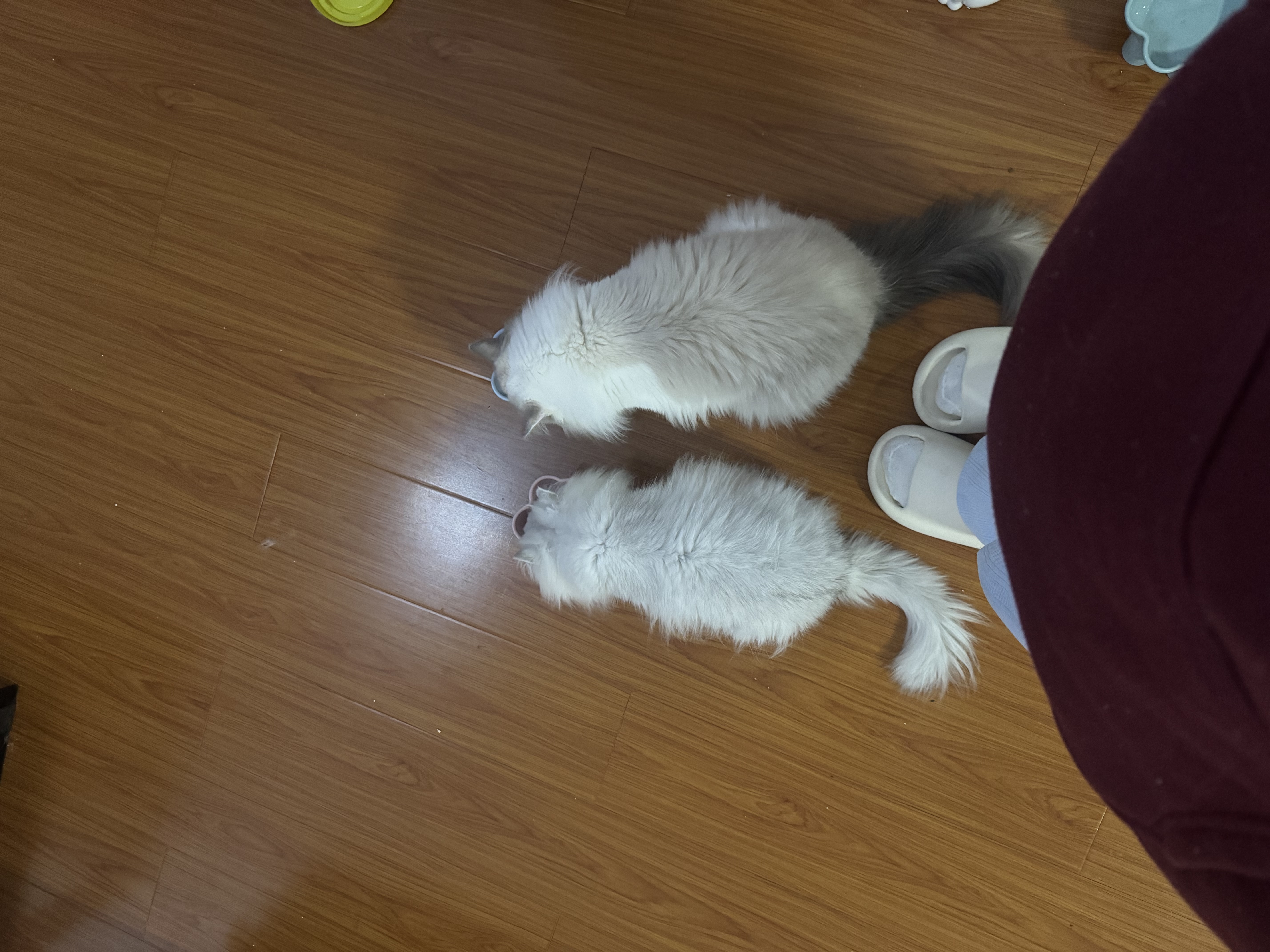 弗列加特全价鲜肉烘焙猫粮 磷虾油美毛 鲜鸡肉配方100g 实拍图