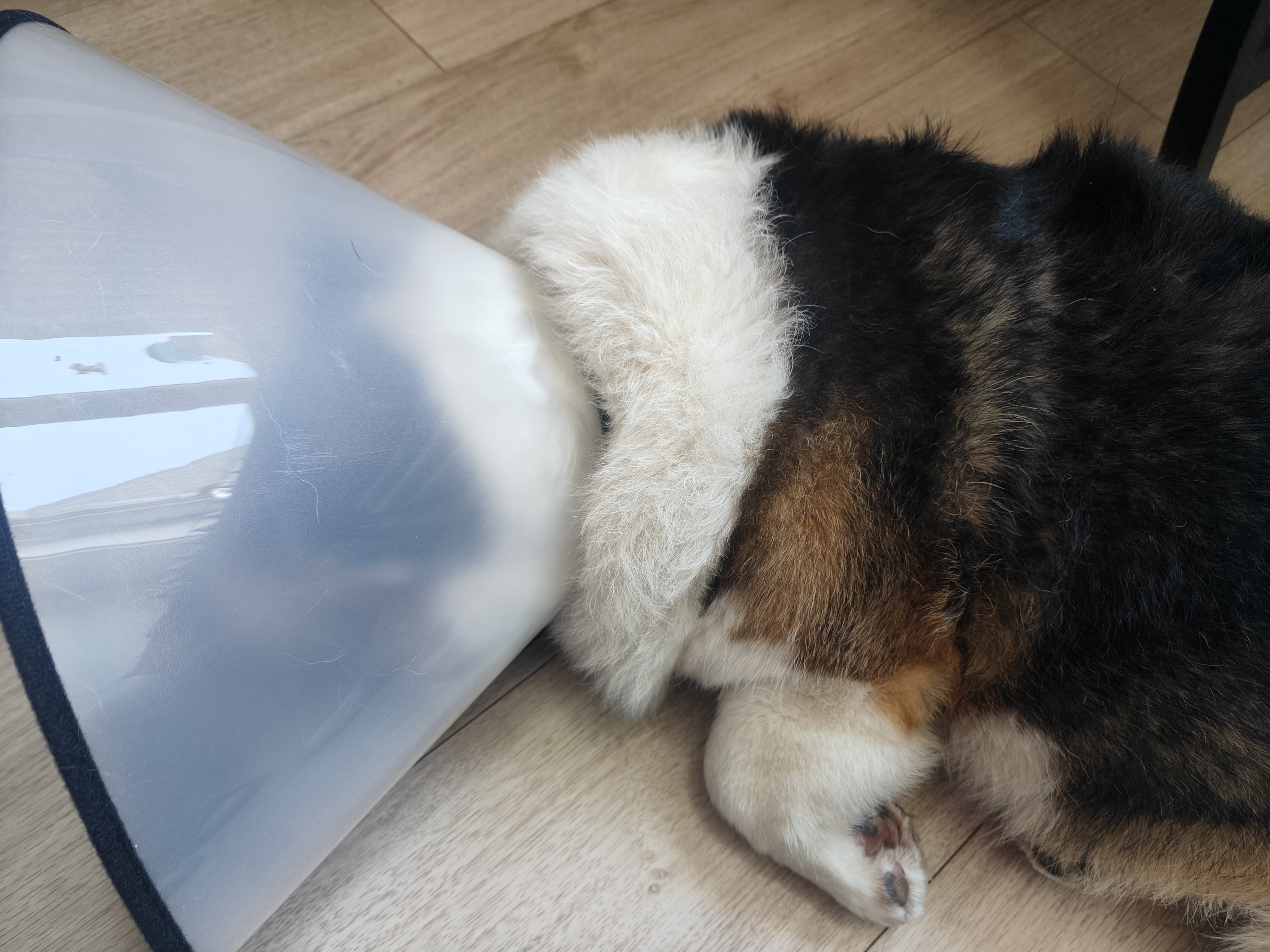 憨憨乐园伊丽莎白圈耻辱圈狗狗猫项圈猫咪头套宠物脖套大型犬防咬圈用品1 实拍图
