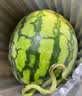 京鲜生 无籽麒麟西瓜 1粒装 净重7-9斤 生鲜水果 实拍图