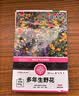 花沃里糖果菊花种子约1000粒 花卉种子阳台种菜土盆栽蔬菜种子庭院草籽 实拍图