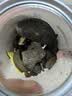 零食宅域本味猪肝120g*2罐湖南特产即食柴火卤猪肝无敌下酒菜熟零食小吃 实拍图