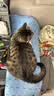 皇家猫粮 成猫猫粮 营养均衡 F32 通用粮 1-7岁 4.5KG【宠物金选】 实拍图