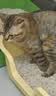 pidan混合豆腐猫砂 豆腐膨润土皮蛋猫砂除臭猫砂结团快 经典款2.4kg*4 实拍图