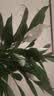 年宵花【热销款】白掌一帆风顺盆栽水培植物绿植过年装饰摆件年货 特级白掌10-12株带花【基地原盆原土】 实拍图