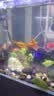 森森鱼缸增氧泵水族箱氧气泵LQE-100家用小型充氧泵4W单孔+全套配件 实拍图