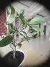 桂花树苗盆栽室内四季桂花卉植物金桂丹桂庭院大树浓香型绿植开花 四季桂花高20-30cm高左右【原土球发货】 实拍图