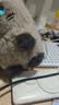 京东京造 AI儿童玩具 早教机AI陪伴机器人毛绒玩具男孩女孩生日礼物赛赛猫 实拍图