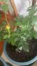 果汁阳台月季花苗四季开花卉盆栽绿植物室内花易活玫瑰带花苞庭院 果汁阳台【大花浓香，月月开分枝多】 【带花苞】【盆口径15cm】原盆冠25高35 实拍图
