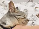 好主人（CARE）金装好主人猫粮无谷猫粮全价成猫通用80%含肉量10kg【宠物金选】 实拍图