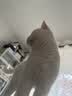 麦富迪猫粮 超肉粒冻干双拼成猫粮美毛护肠三文鱼10kg/20斤【宠物金选】 实拍图