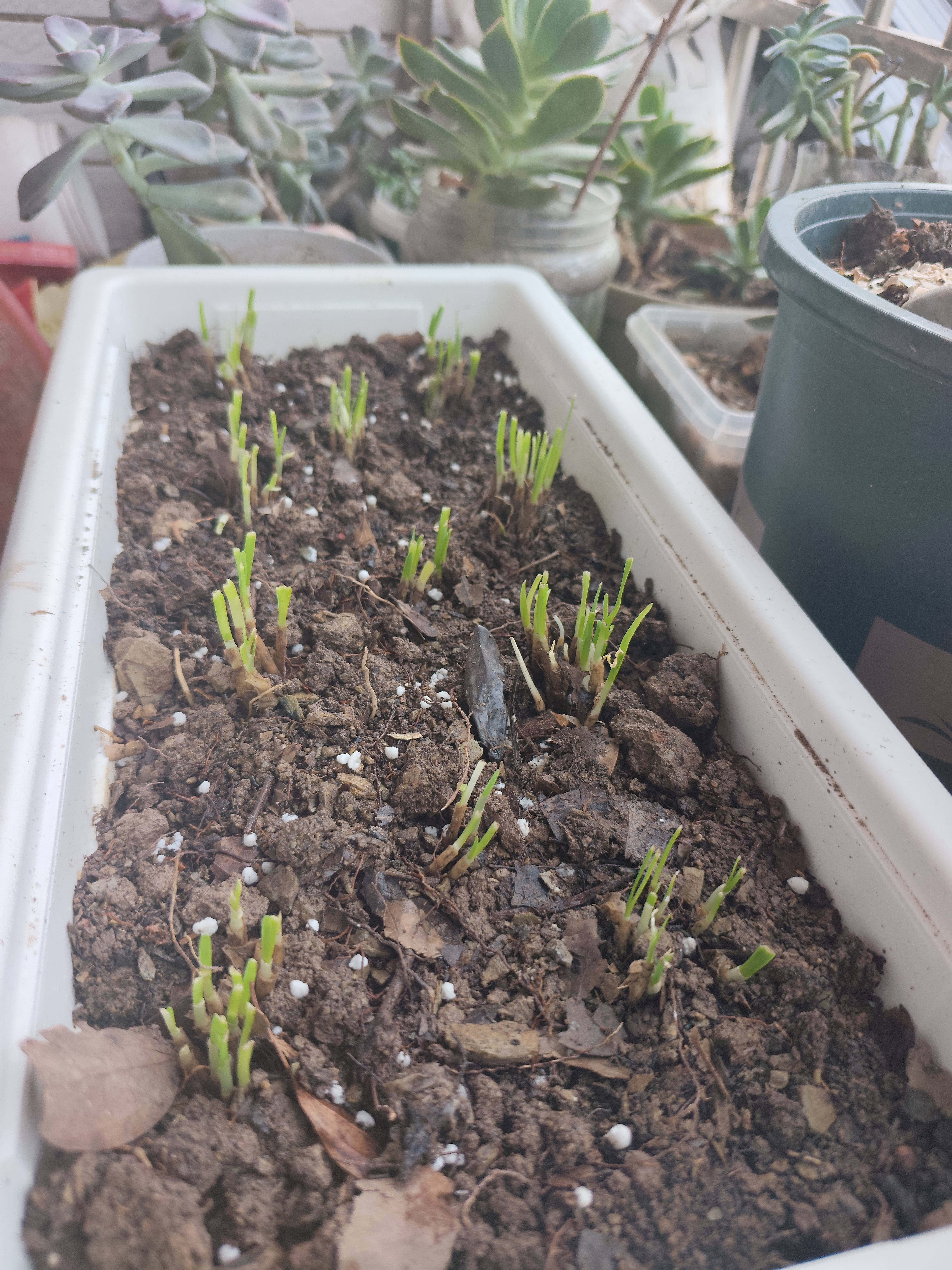 新韭菜根香韭菜根小叶韭菜根大叶韭菜根四季可栽好养活的庭院绿植 宽叶韭菜根400棵送肥 实拍图