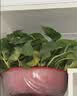 京东绿植绿萝盆栽除甲醛花卉绿植办公室新房净化空气360自吸盆1盆源头直 实拍图