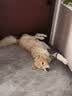伯纳天纯中大型犬全价成年犬粮金毛宠物主粮羊肉蔓越莓15kg囤货装 实拍图