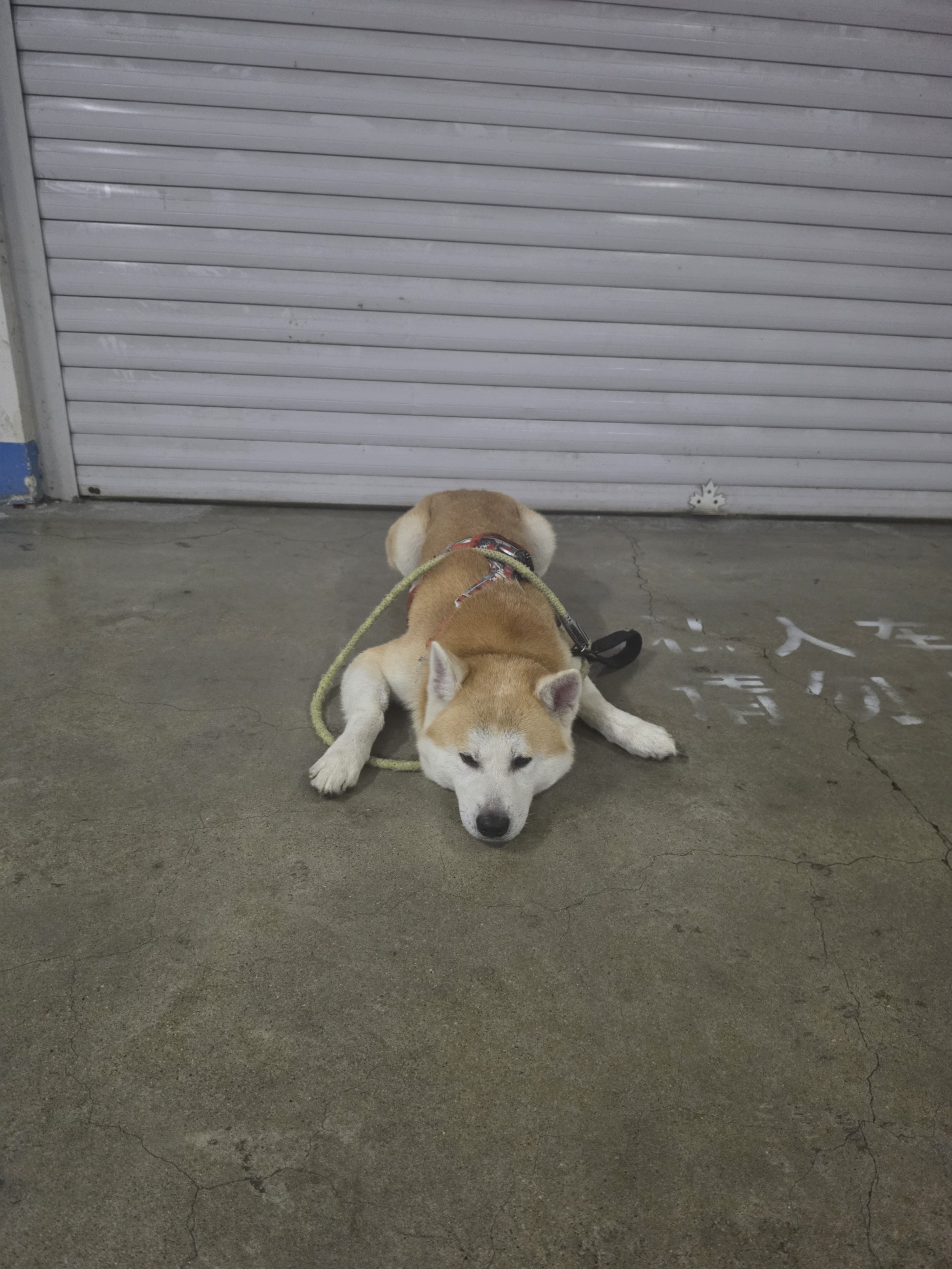 瑞德医生复方硝酸咪康唑洗剂宠物药浴猫咪狗狗皮肤病猫藓狗癣真菌细菌香波 实拍图