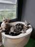 麦富迪猫粮 超肉粒冻干双拼幼猫粮免疫护肠胃 三文鱼2kg 实拍图
