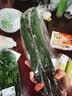 长黄瓜约600g 实拍图