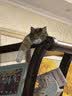 京东京造 天然钠基矿砂猫砂5kg*4 除臭钠基矿石抗菌铁锤平替 实拍图