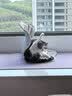 皇家猫粮 室内成猫粮 I27 通用粮 12月以上 4.5KG 实拍图