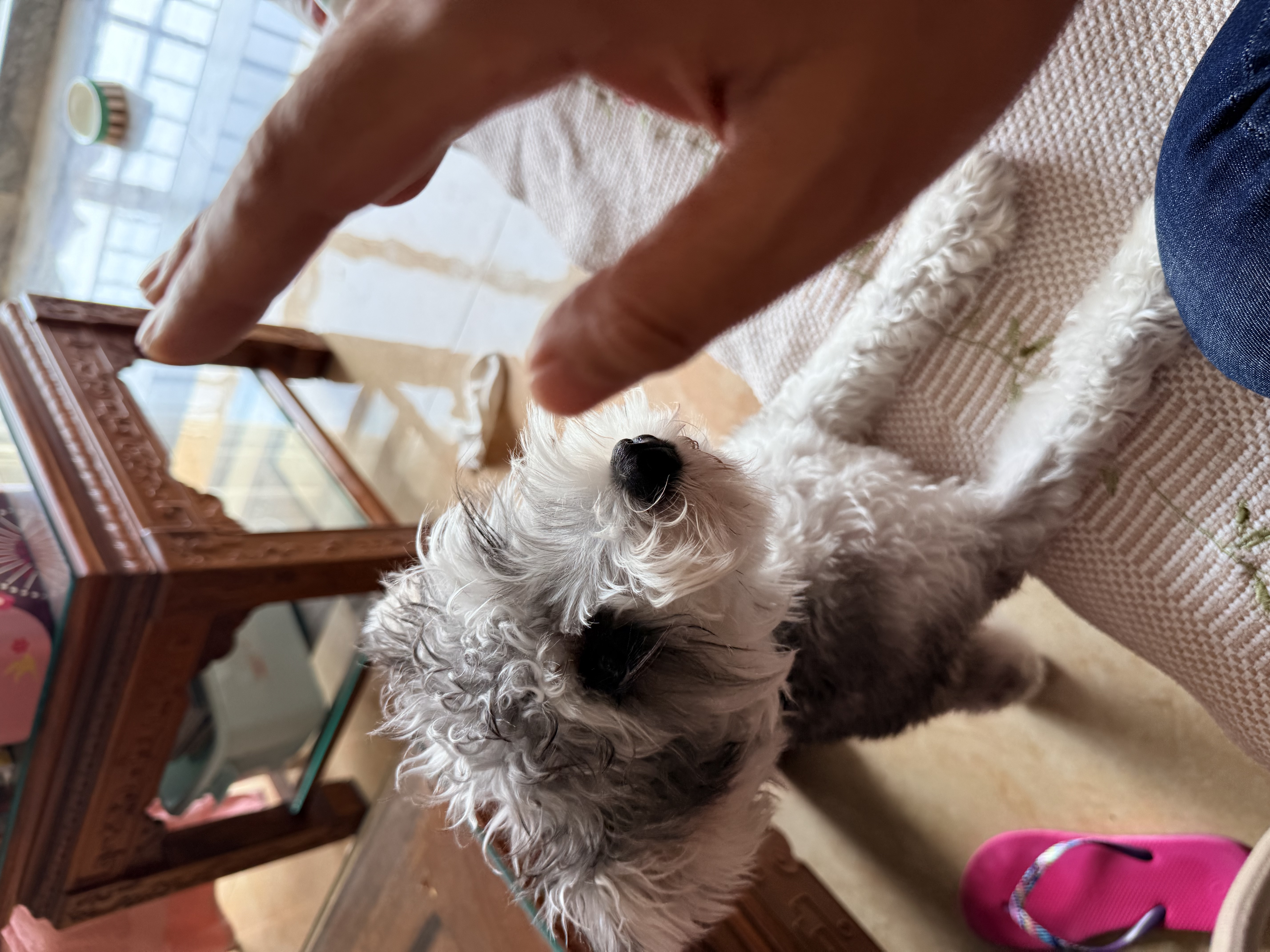 来旺兄弟（L&W BROS.）宠物湿巾240片 清洁除臭 无酒精 擦脚 擦泪痕 加厚 猫狗通用 实拍图