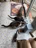 普安特宠物猫咪驱虫药体内外同驱幼猫驱虫跳蚤犬虱爱滴克非泼罗尼+内驱 实拍图