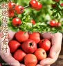 元气森林【好自在】 元气自在水 陈皮山楂水  500mL*15瓶装整箱 植物饮料 实拍图