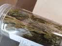 川珍原枝迷迭香干枝20g【配料干净】新鲜干迷迭香碎牛排配料香料调料 实拍图