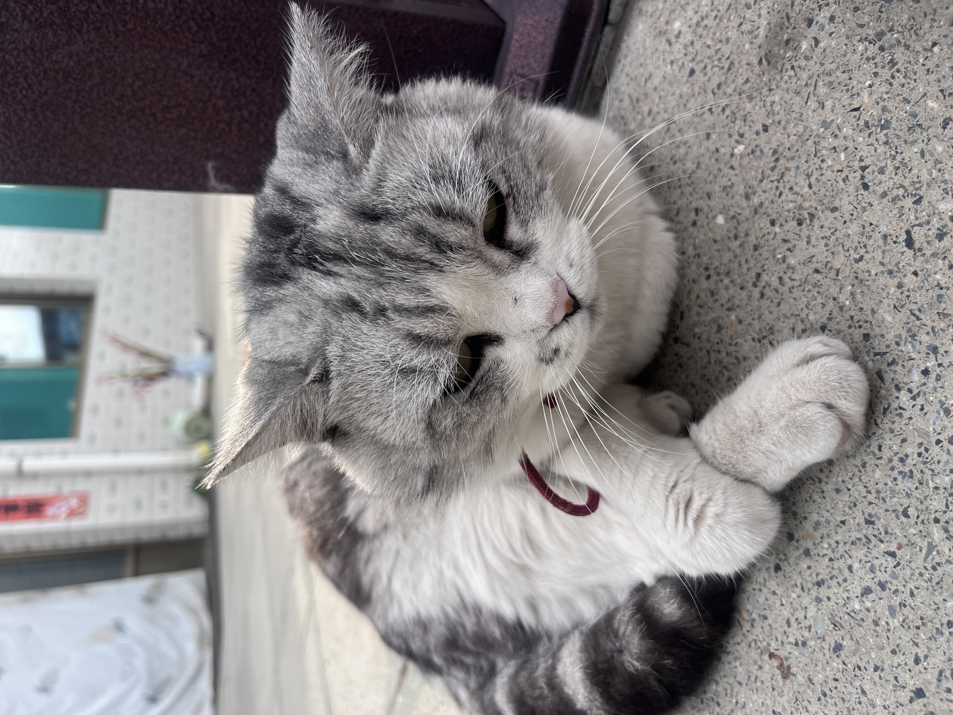 麦富迪猫粮 超肉粒冻干双拼成猫粮美毛护肠胃 三文鱼2kg 实拍图
