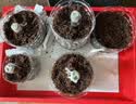 史丹利椰糠砖650g 椰土砖椰砖营养土脱盐花土耶砖种菜通用型 实拍图