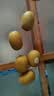 佳沛（zespri）新西兰金奇异果猕猴桃 5粒装 单果约88-103g 水果源头直发 实拍图