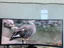 AMZFAST34英寸 240Hz带鱼屏21:9准4K超清 WQHD1500R曲率显示屏 HDR400游戏电竞 电脑显示器 迅龙G34C8B 实拍图