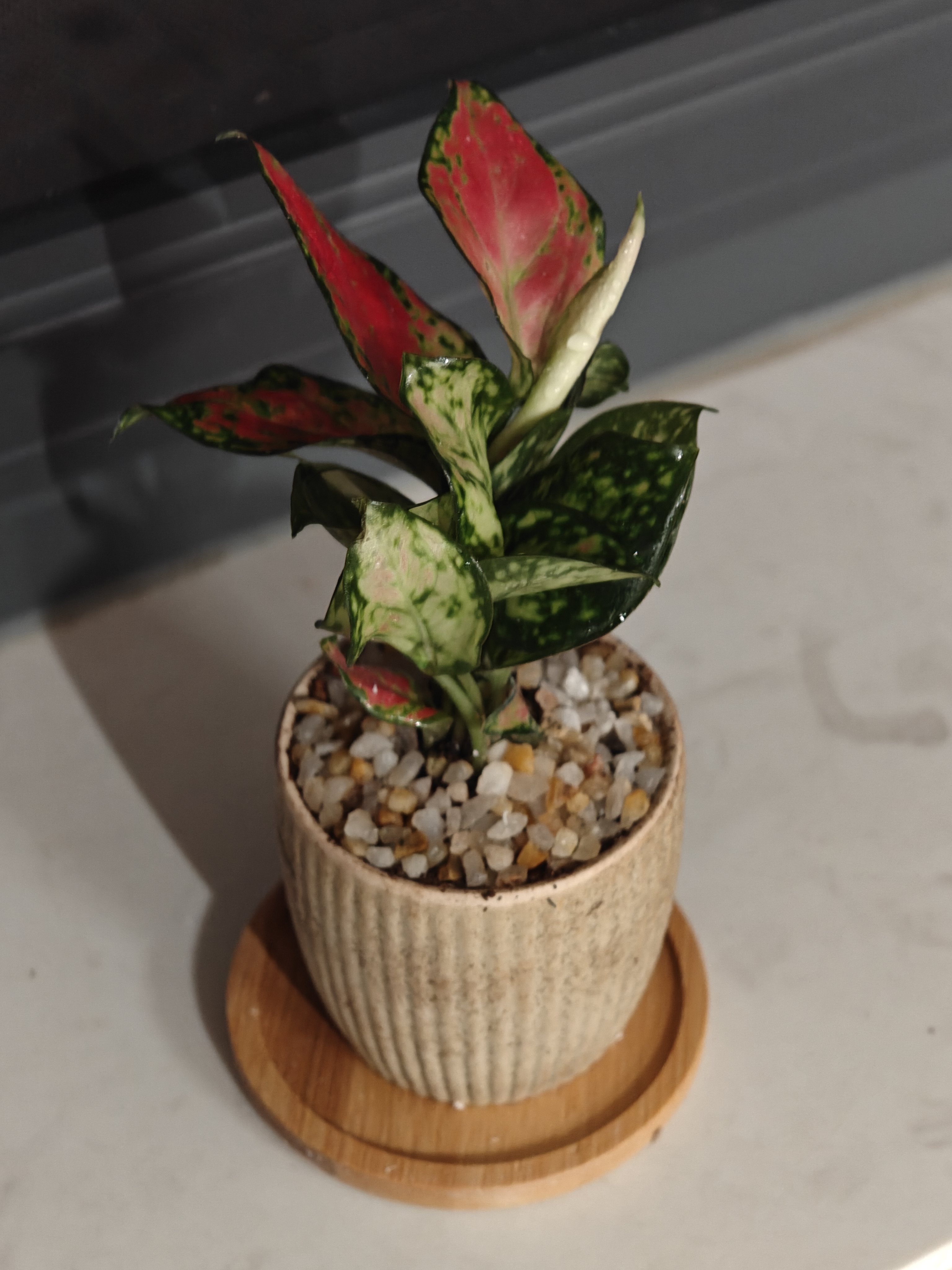 八芽如意盆栽吉利红室内好养花卉小绿植办公桌面植物盆景源头直发包邮 迷你吉利红-星徽盆-竹底托 带陶瓷盆栽好 实拍图