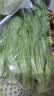 七鲜24小时油麦菜300g 实拍图