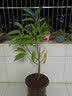 白兰花盆栽花卉植物室内花四季黄角兰白玉兰花树苗老桩带花苞开花 白兰4年苗70cm高当年开花 不含盆 实拍图