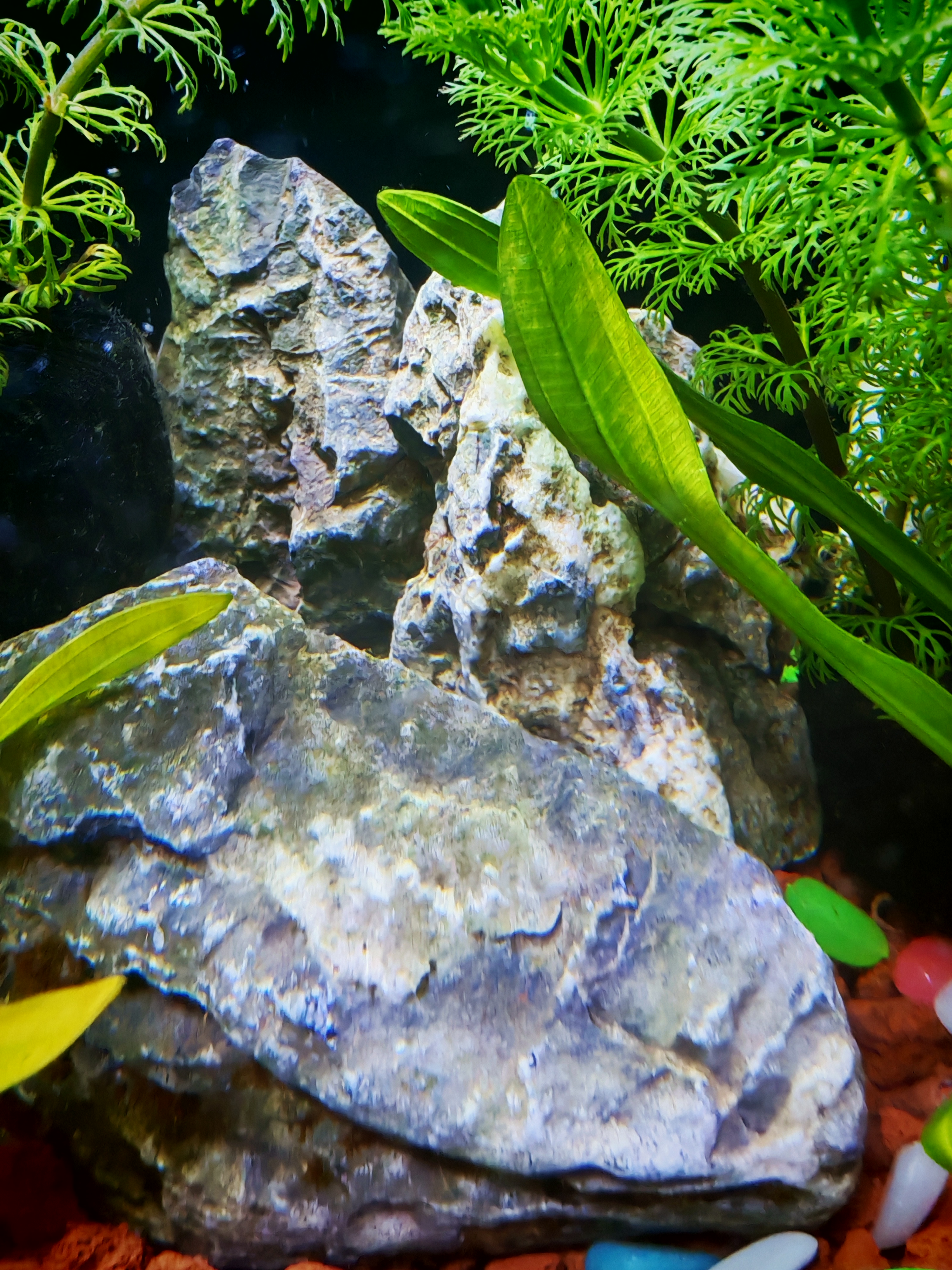 派乐特鱼缸青龙石松皮石溪流石造景石天然真石头草缸假山底砂盆景微景观 实拍图
