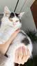 安贝安诺狗粮  泰迪金毛柯基萨摩全犬种成犬狗粮3kg升级版新包装 成犬3kg 实拍图
