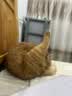 LEGENDSANDY蓝氏猎鸟乳鸽生骨肉冻干猫粮 全价成猫幼猫猫粮 盒装4.5kg 实拍图