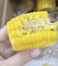 京鲜生 云南水果玉米段净重2斤 甜玉米段开袋即食低脂粗粮早餐 源头直发 实拍图