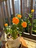 果汁阳台月季花苗四季开花卉盆栽绿植物室内花易活玫瑰带花苞庭院 果汁阳台【大花浓香，月月开分枝多】 【带花苞】【盆口径15cm】原盆冠25高35 实拍图