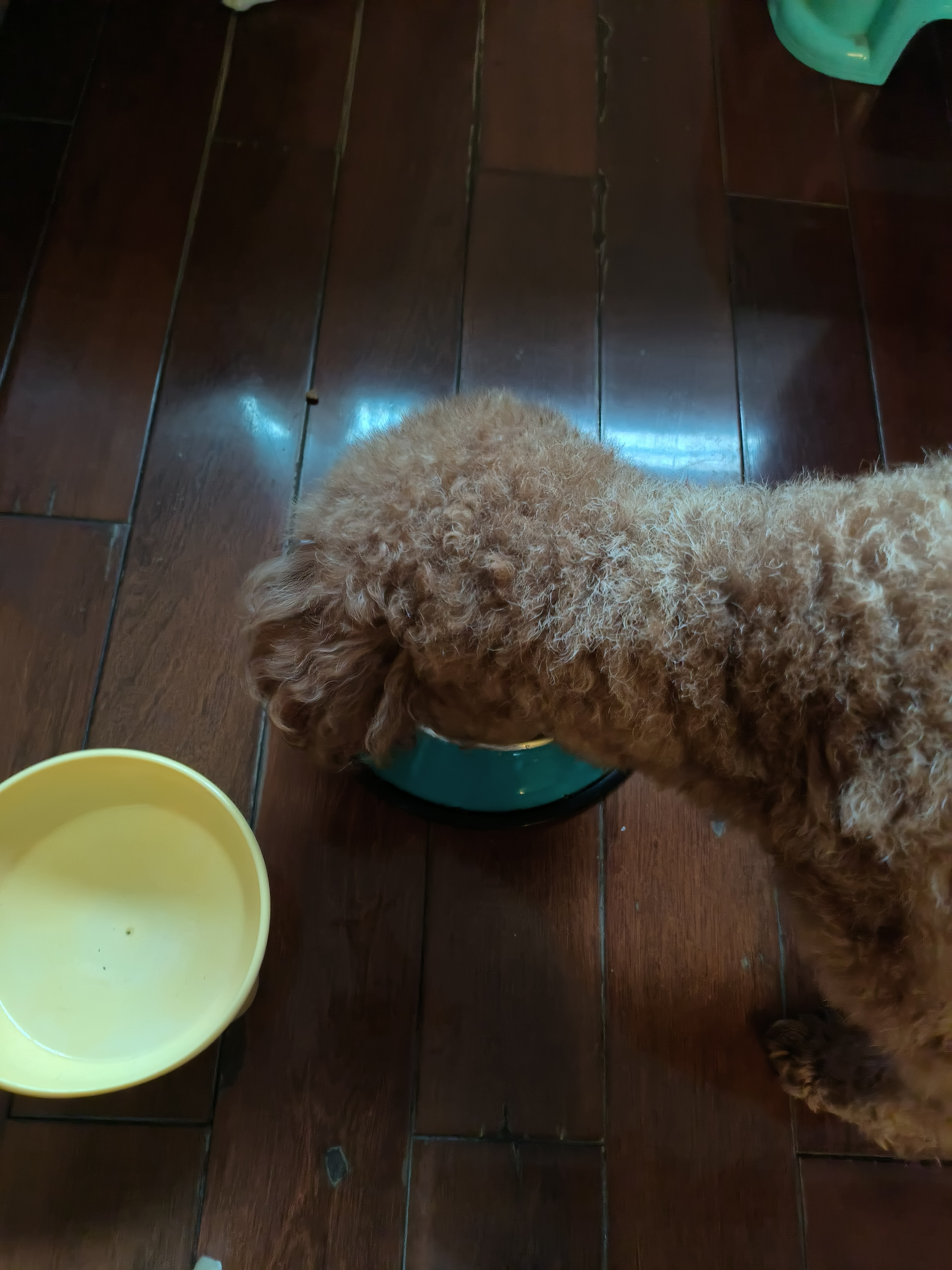 疯狂小狗狗粮小型犬幼犬成犬比熊柯基泰迪肉粒双拼粮去泪痕5kg10斤 实拍图